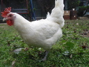 Εικόνα 7 από 10 - Κότες Bresse Gauloise - Αυγά - Μακεδονία >  Ν. Πιερίας