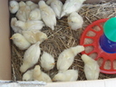 Εικόνα 9 από 10 - Κότες Bresse Gauloise - Αυγά - Μακεδονία >  Ν. Πιερίας