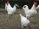 Εικόνα 5 από 10 - Κότες Bresse Gauloise - Αυγά - Μακεδονία >  Ν. Πιερίας