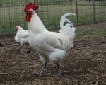 Κότες Bresse Gauloise - Αυγά - Νομός Πιερίας