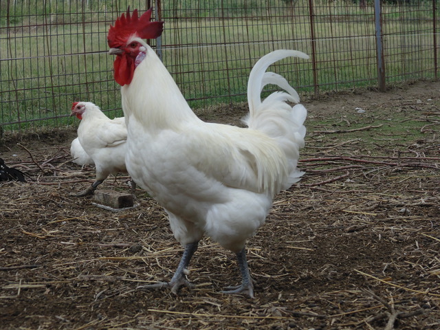Εικόνα 1 από 10 - Κότες Bresse Gauloise - Αυγά - Μακεδονία >  Ν. Πιερίας