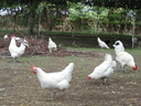 Εικόνα 8 από 10 - Κότες Bresse Gauloise - Αυγά - Μακεδονία >  Ν. Πιερίας