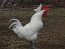 Εικόνα 4 από 10 - Κότες Bresse Gauloise - Αυγά - Μακεδονία >  Ν. Πιερίας