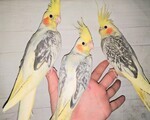 Παπαγάλοι Κοκατίλ - Γκάζι