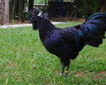Κότες Ayam Cemani - Νομός Πιερίας