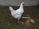 Εικόνα 3 από 10 - Κότες Bresse Gauloise - Αυγά - Μακεδονία >  Ν. Πιερίας