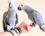 Παπαγάλοι Ζακό - Πετράλωνα