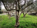 Εικόνα 1 από 16 - Ελαιόδενδρα - Νομός Αττικής >  Υπόλοιπο Αττικής
