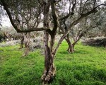 Ελαιόδενδρα - Υπόλοιπο Αττικής