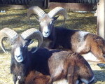 Αγριοπρόβατο Μουφλόν - Νομός Πιερίας