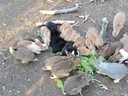 Εικόνα 2 από 13 - Κουνέλια ελευθέρας εκτροφής - Νομός Αττικής >  Υπόλοιπο Αττικής