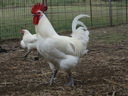 Εικόνα 1 από 9 - Κότες Bresse Gauloise - Αυγά - Μακεδονία >  Ν. Πιερίας