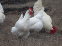 Εικόνα 2 από 9 - Κότες Bresse Gauloise - Αυγά - Μακεδονία >  Ν. Πιερίας