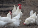Εικόνα 5 από 9 - Κότες Bresse Gauloise - Αυγά - Μακεδονία >  Ν. Πιερίας