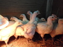 Εικόνα 6 από 9 - Κότες Bresse Gauloise - Αυγά - Μακεδονία >  Ν. Πιερίας