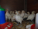 Εικόνα 8 από 9 - Κότες Bresse Gauloise - Αυγά - Μακεδονία >  Ν. Πιερίας