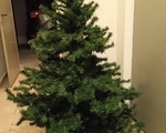 Χριστουγενιάτικο Δέντρο - Παλαιό Φάληρο