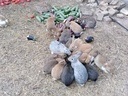 Εικόνα 11 από 13 - Κουνέλια ελευθέρας εκτροφής - Νομός Αττικής >  Υπόλοιπο Αττικής