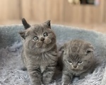 Scottish Fold Kitten - Νομός Κερκύρας