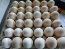 Εικόνα 3 από 9 - Κότες Bresse Gauloise - Αυγά - Μακεδονία >  Ν. Πιερίας