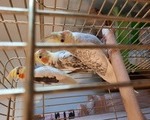 Παπαγάλοι Κοκατίλ - Αγιοι Ανάργυροι