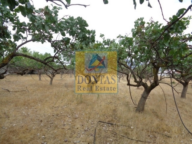 Land for rent Acharnes (Megala Schina B') Land parcel 5.000 sq.m.