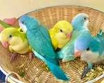 Παπαγάλοι Μονκ - Πετράλωνα