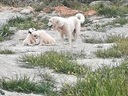 Εικόνα 1 από 6 - Τσοπανόσκυλο -  Κεντρικά & Νότια Προάστια >  Άλιμος