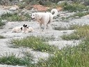 Εικόνα 2 από 6 - Τσοπανόσκυλο -  Κεντρικά & Νότια Προάστια >  Άλιμος