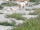 Εικόνα 5 από 6 - Τσοπανόσκυλο -  Κεντρικά & Νότια Προάστια >  Άλιμος