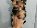 Εικόνα 1 από 7 - Yorkshire terrier mini - Νομός Αττικής >  Υπόλοιπο Αττικής