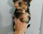 Yorkshire terrier mini - Υπόλοιπο Αττικής