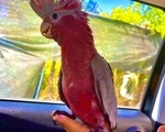Παπαγάλοι Κακατού - Πετράλωνα