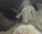 Πρόβατα - Νομός Φθιώτιδας
