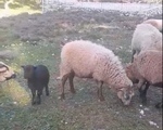 Πρόβατο - Υπόλοιπο Αττικής