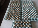 Εικόνα 1 από 4 - Αυγά ορτυκιού πέρδικας - Νομός Αττικής >  Υπόλοιπο Αττικής