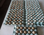 Αυγά ορτυκιού πέρδικας - Υπόλοιπο Αττικής