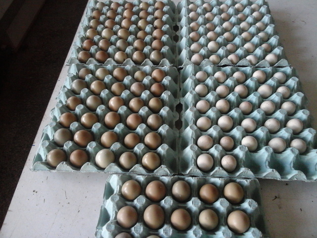 Εικόνα 1 από 4 - Αυγά ορτυκιού πέρδικας - Νομός Αττικής >  Υπόλοιπο Αττικής