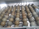 Εικόνα 2 από 4 - Αυγά ορτυκιού πέρδικας - Νομός Αττικής >  Υπόλοιπο Αττικής
