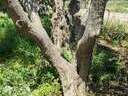Εικόνα 11 από 16 - Ελαιόδενδρα - Νομός Αττικής >  Υπόλοιπο Αττικής