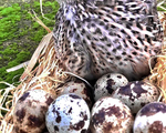 Γόνιμα Αυγά Ορτυκιών - Πέρδικας - Νομός Φθιώτιδας