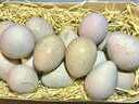 Εικόνα 13 από 19 - Γόνιμα Αυγά Ορτυκιών - Πέρδικας - Στερεά Ελλάδα >  Ν. Φθιώτιδας