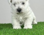 West Highland Terrier - Υπόλοιπο Αττικής
