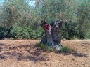 Εικόνα 2 από 14 - Αιωνόβια Δέντρα Ελιάς - Πελοπόννησος >  Ν. Κορίνθου