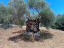 Εικόνα 9 από 14 - Αιωνόβια Δέντρα Ελιάς - Πελοπόννησος >  Ν. Κορίνθου
