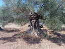 Εικόνα 14 από 14 - Αιωνόβια Δέντρα Ελιάς - Πελοπόννησος >  Ν. Κορίνθου
