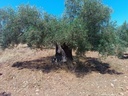 Εικόνα 3 από 14 - Αιωνόβια Δέντρα Ελιάς - Πελοπόννησος >  Ν. Κορίνθου