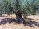 Εικόνα 4 από 14 - Αιωνόβια Δέντρα Ελιάς - Πελοπόννησος >  Ν. Κορίνθου