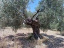 Εικόνα 5 από 14 - Αιωνόβια Δέντρα Ελιάς - Πελοπόννησος >  Ν. Κορίνθου