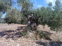 Εικόνα 7 από 14 - Αιωνόβια Δέντρα Ελιάς - Πελοπόννησος >  Ν. Κορίνθου